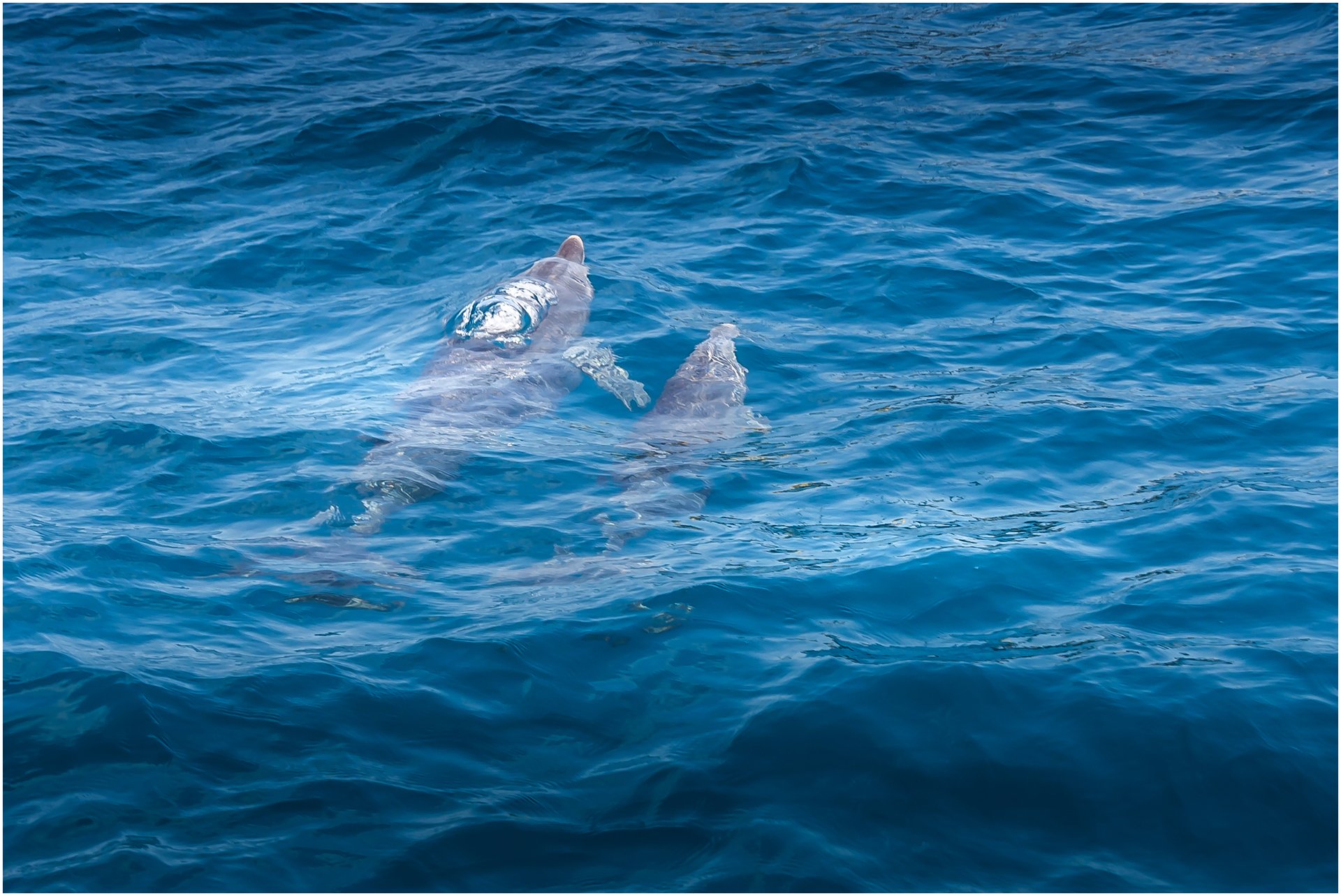 Dolphin 2.jpg