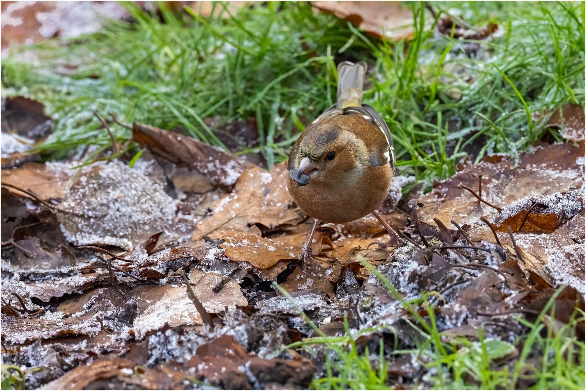 Chaffinch with Seed.jpg