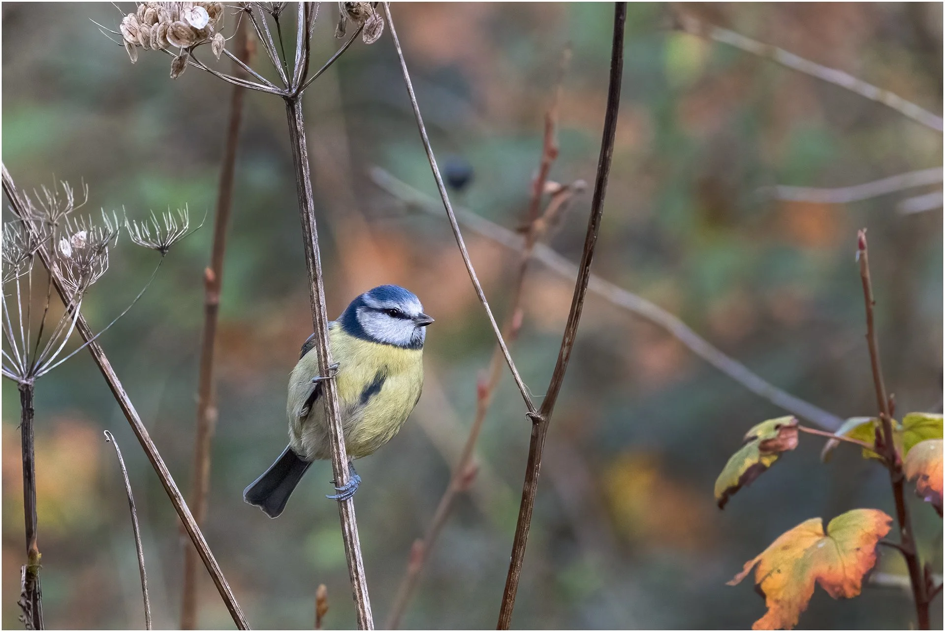 Blue Tit 03.jpg
