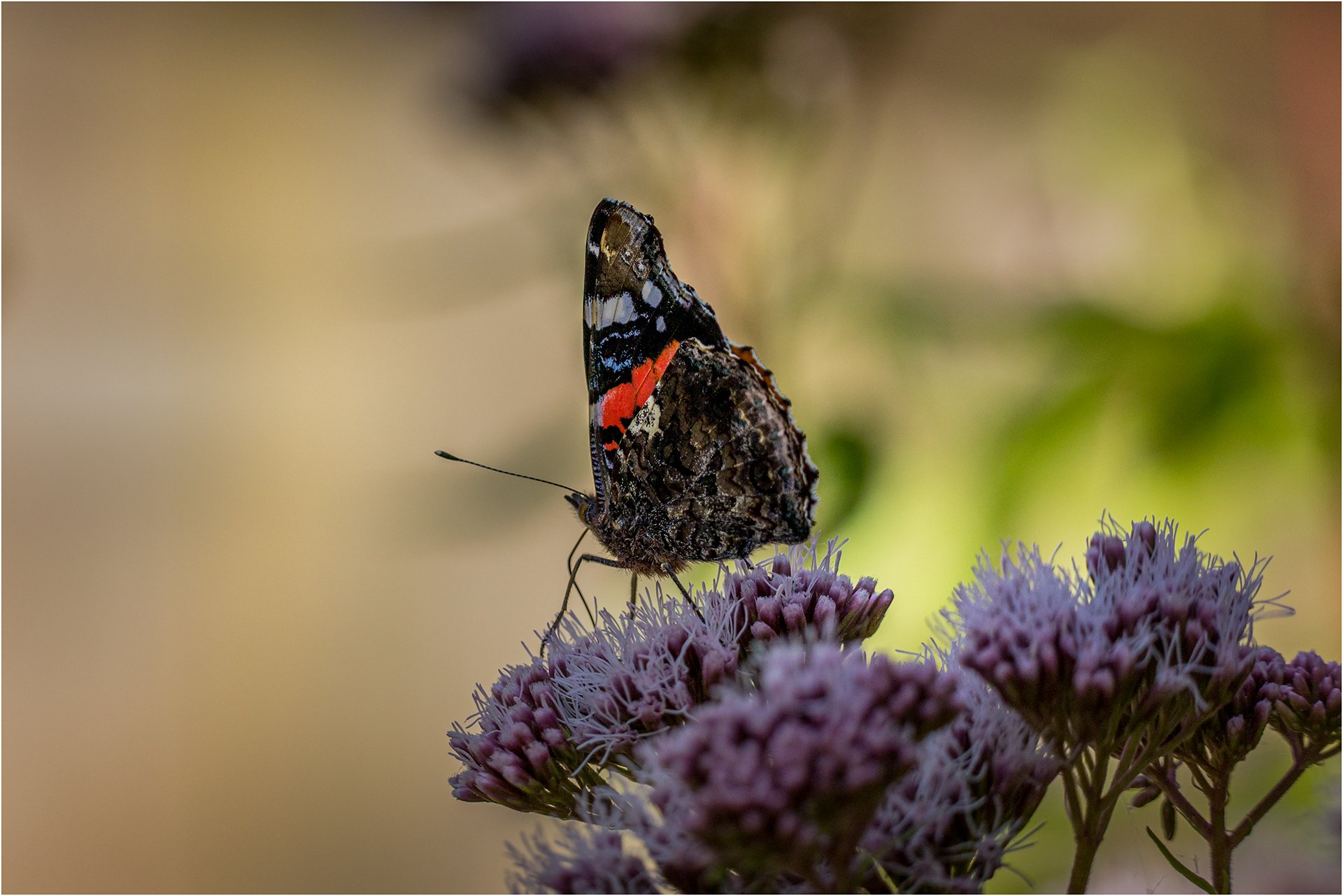 Red Admiral.jpg