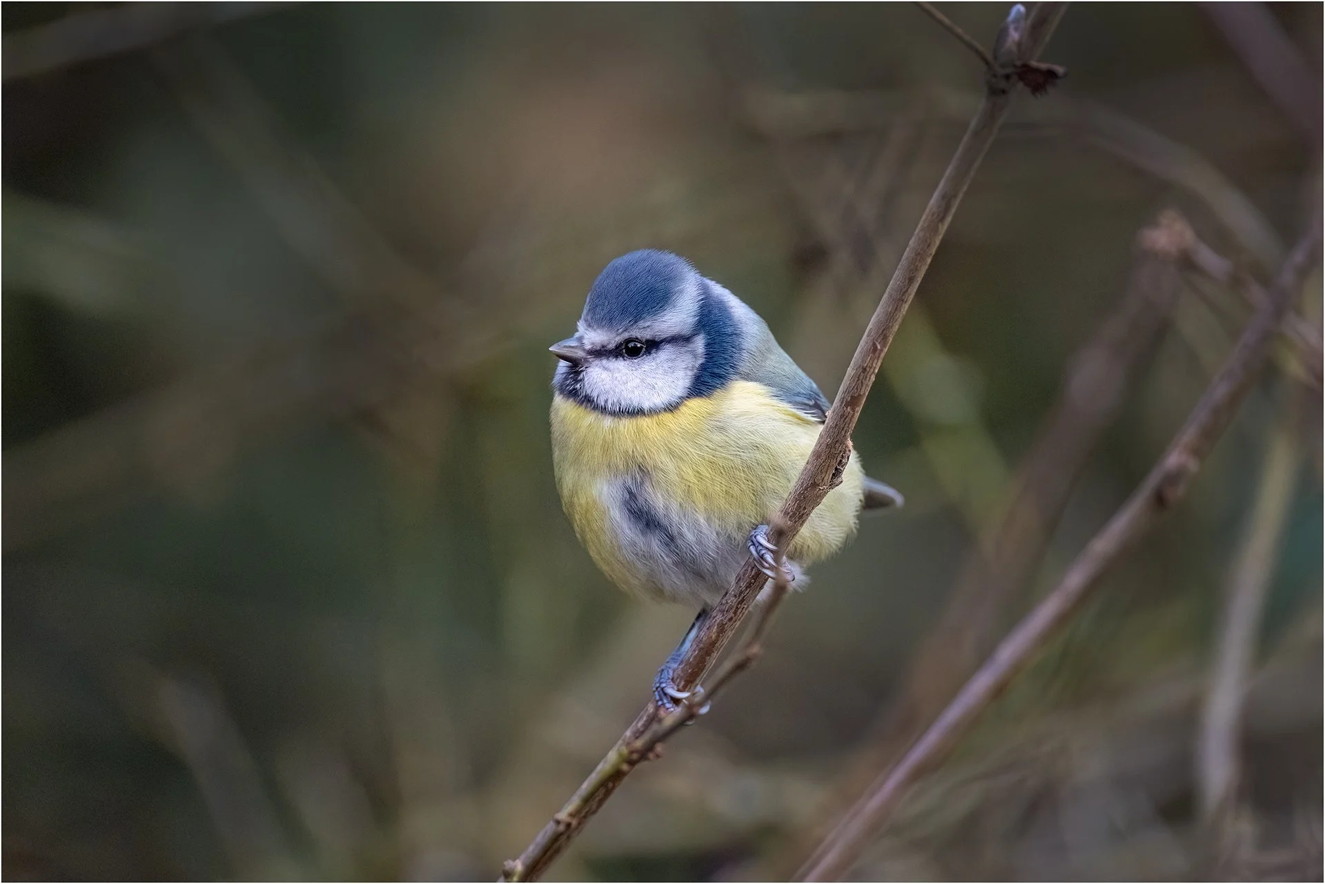 Blue Tit 01.jpg