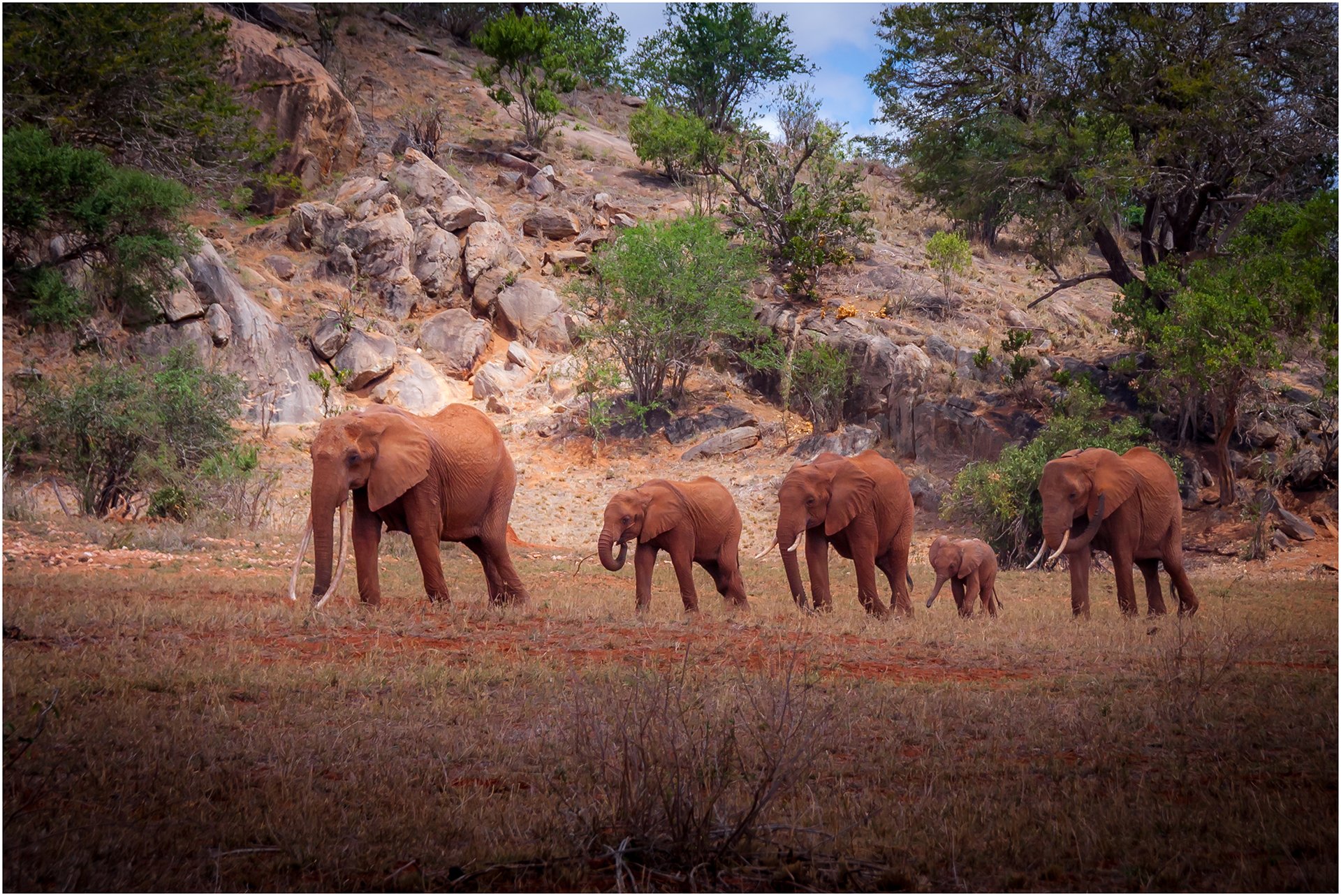 Elephant family on the move.jpg