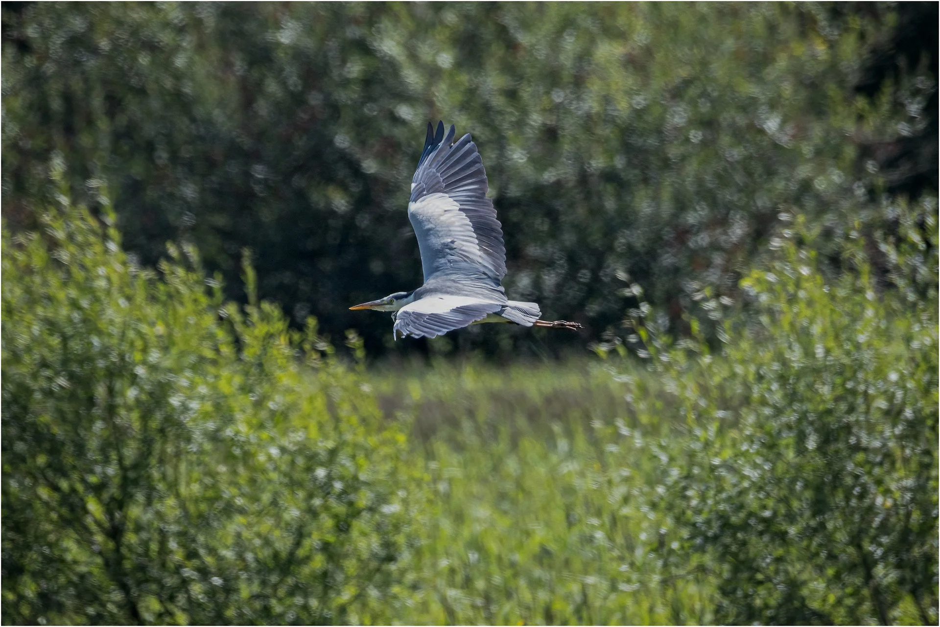 Heron Flypast.jpg