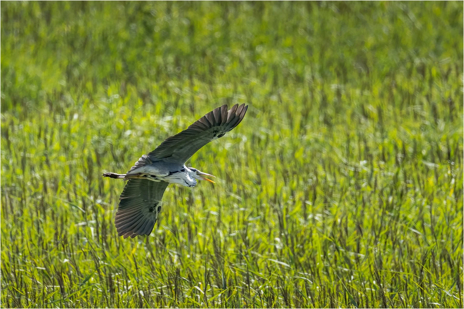 Heron Shouting.jpg