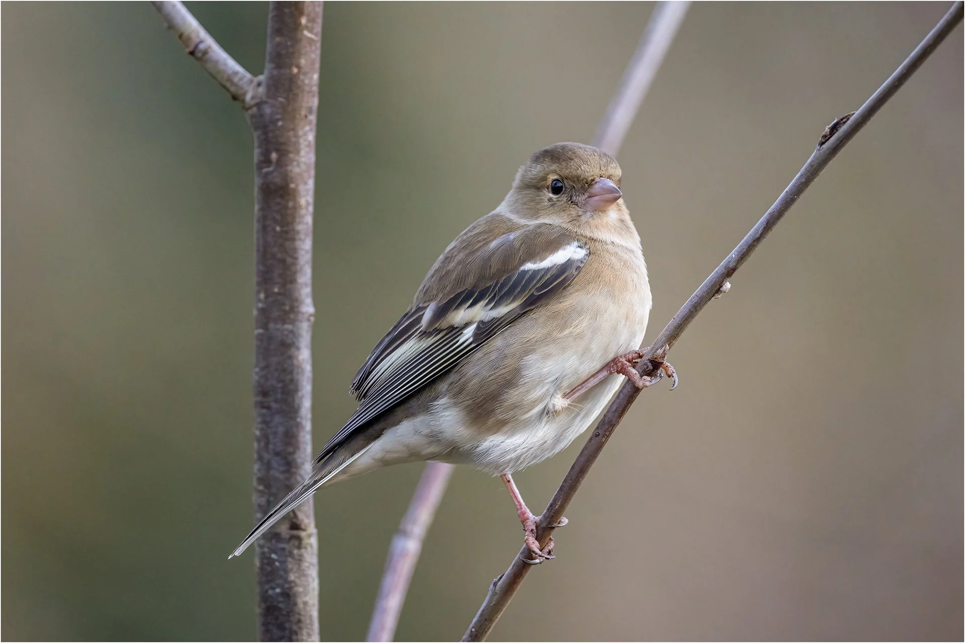 Chaffinch.jpg