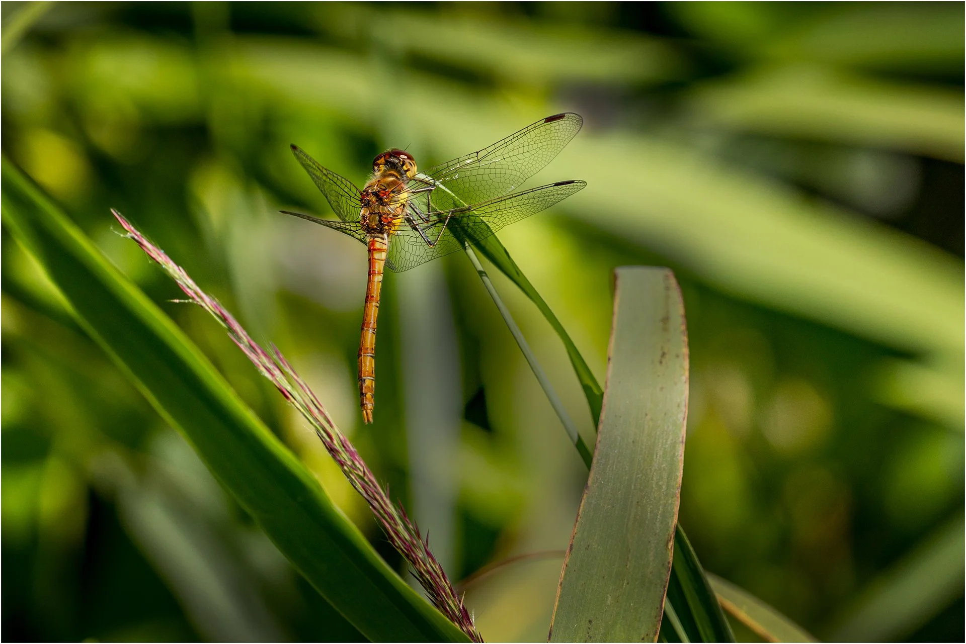 Female Darter.jpg