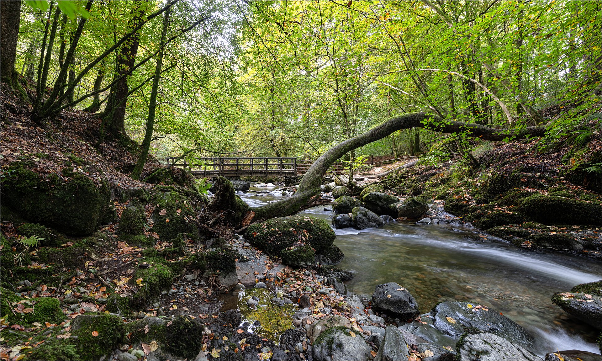 Stock Gill Force 03.jpg