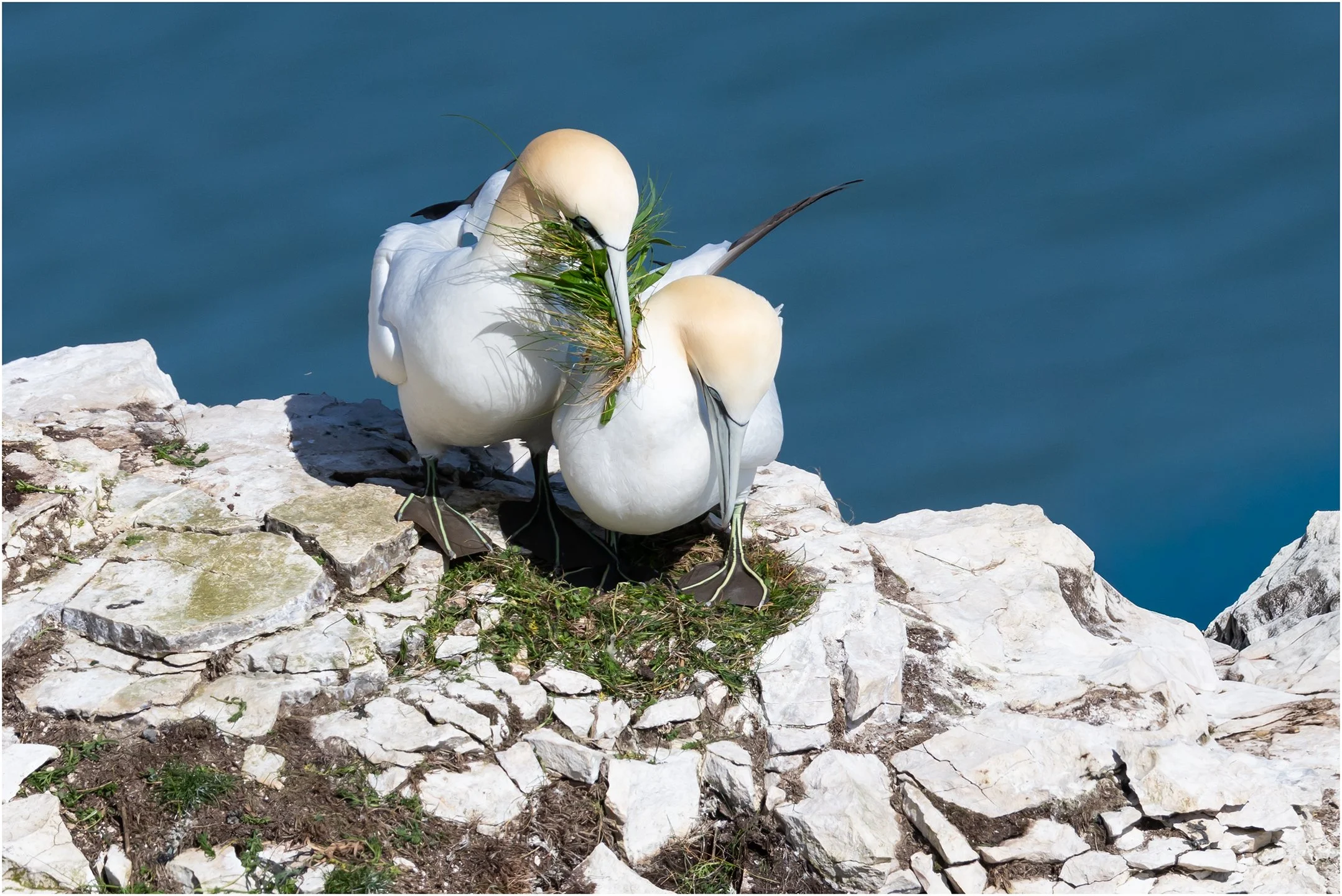 Gannet Nest Building.jpg