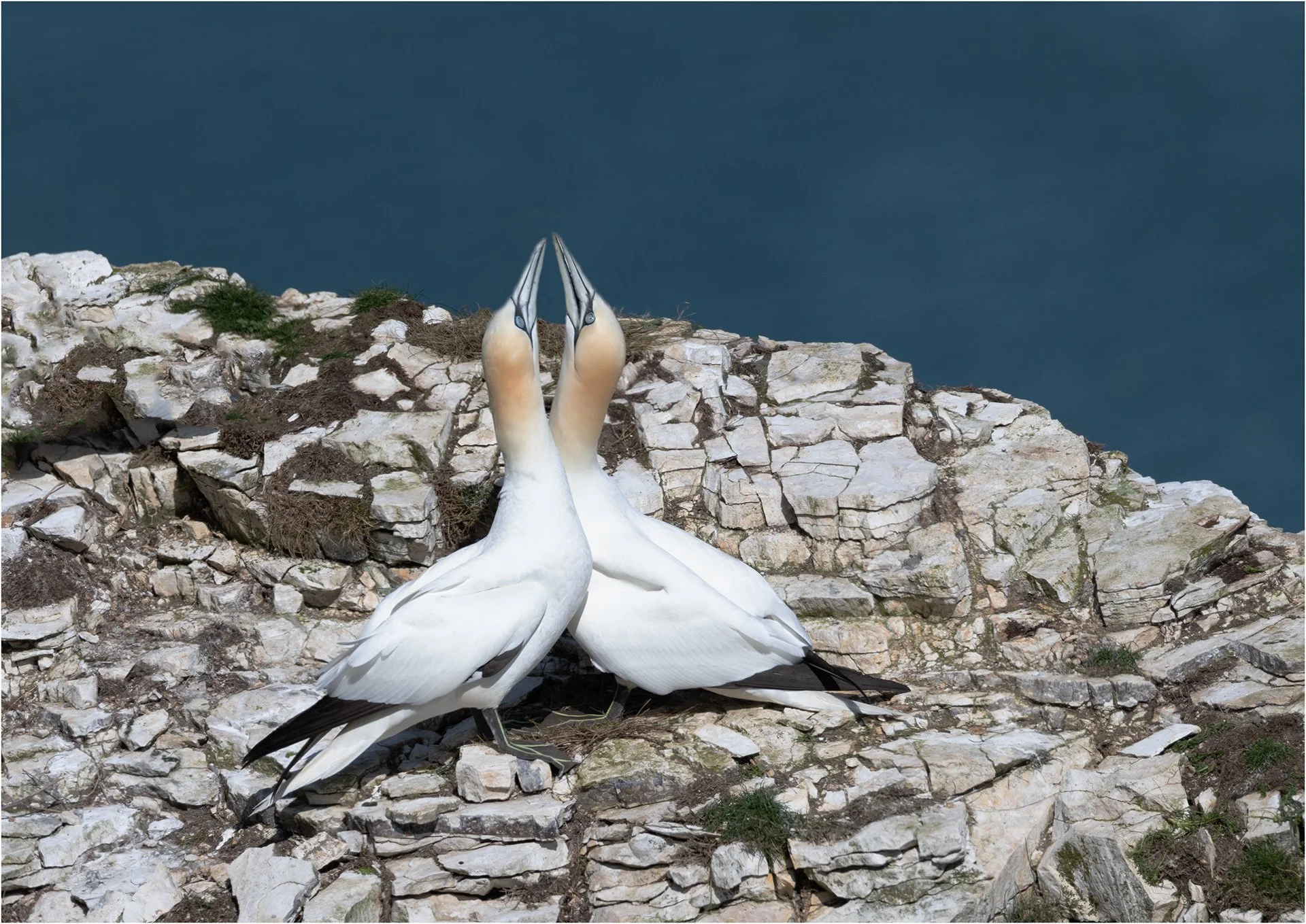 Gannet Courtship.jpg