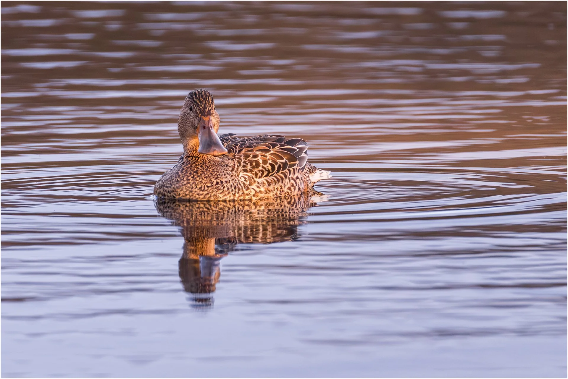 Female Shoveler.jpg