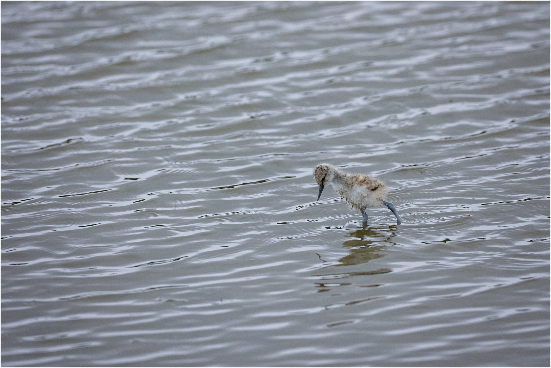 Avocet chick.jpg