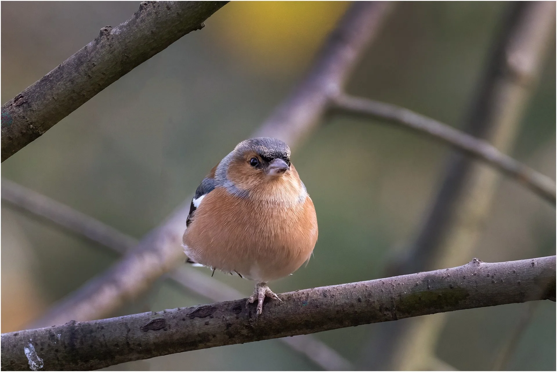 Chaffinch 1 Leg.jpg