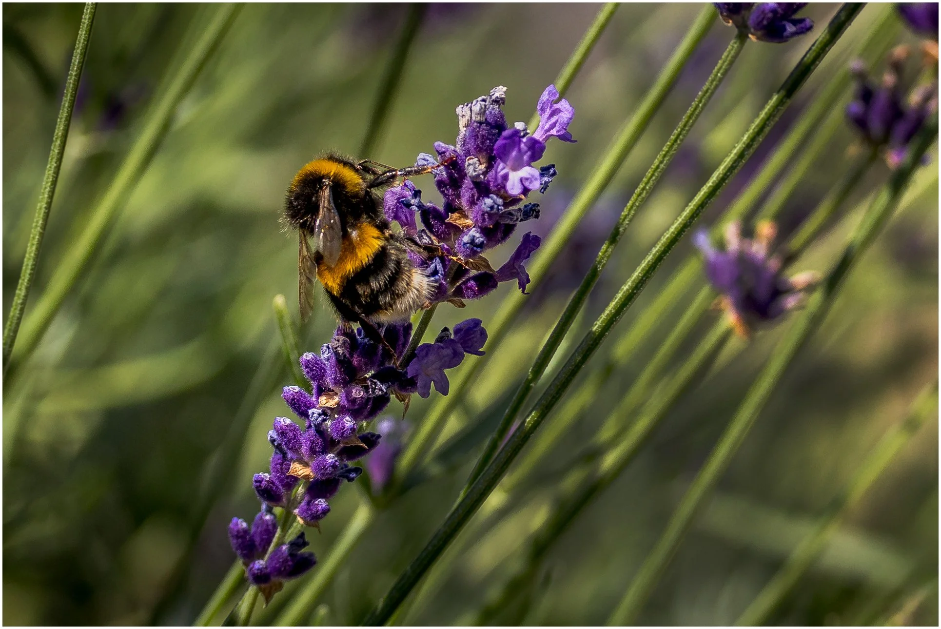 Bee on Lavender.jpg