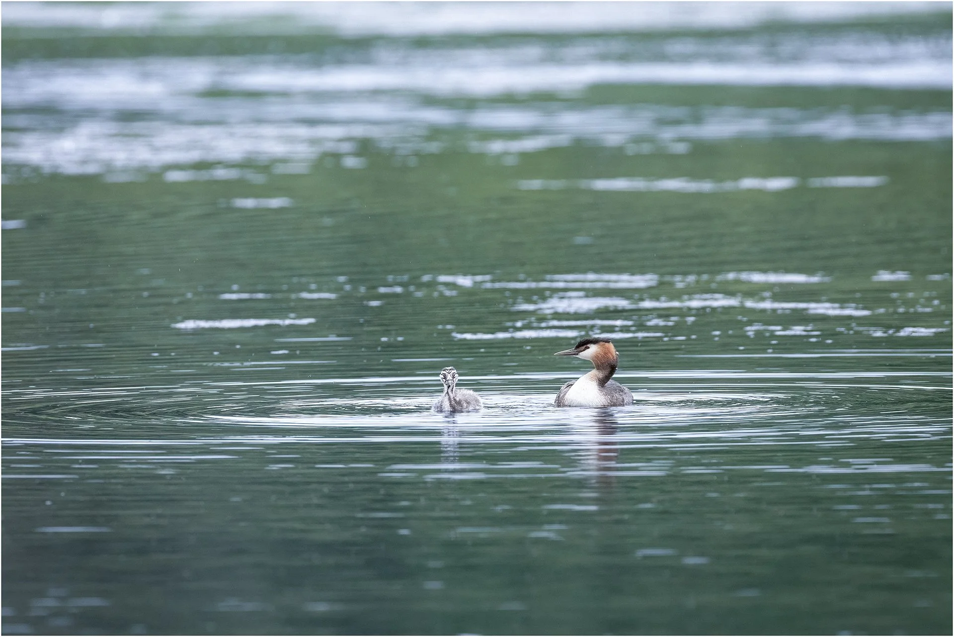 Great Crested Grebe & Chick 01.jpg