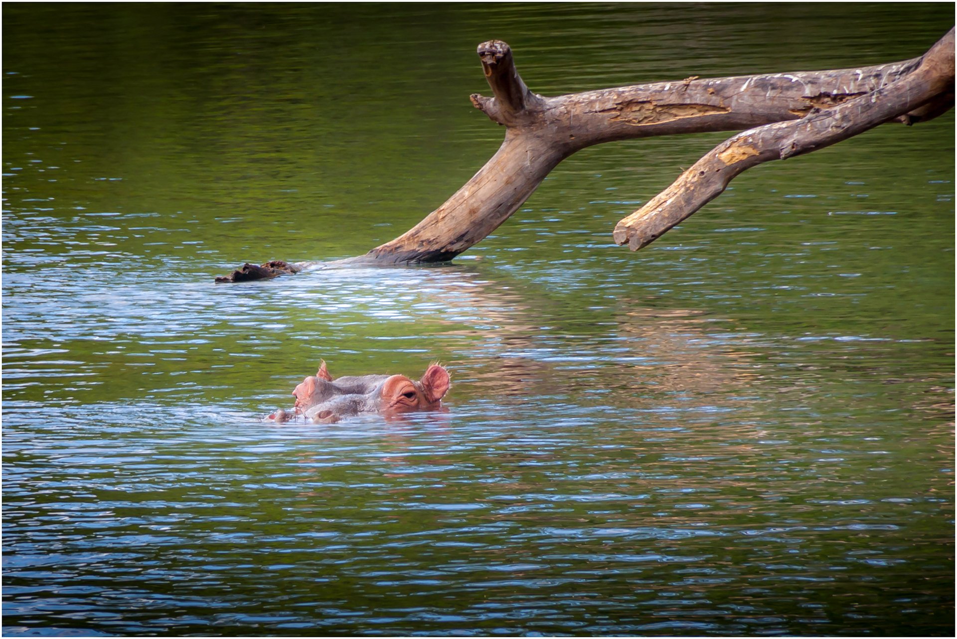 Hippo and log.jpg
