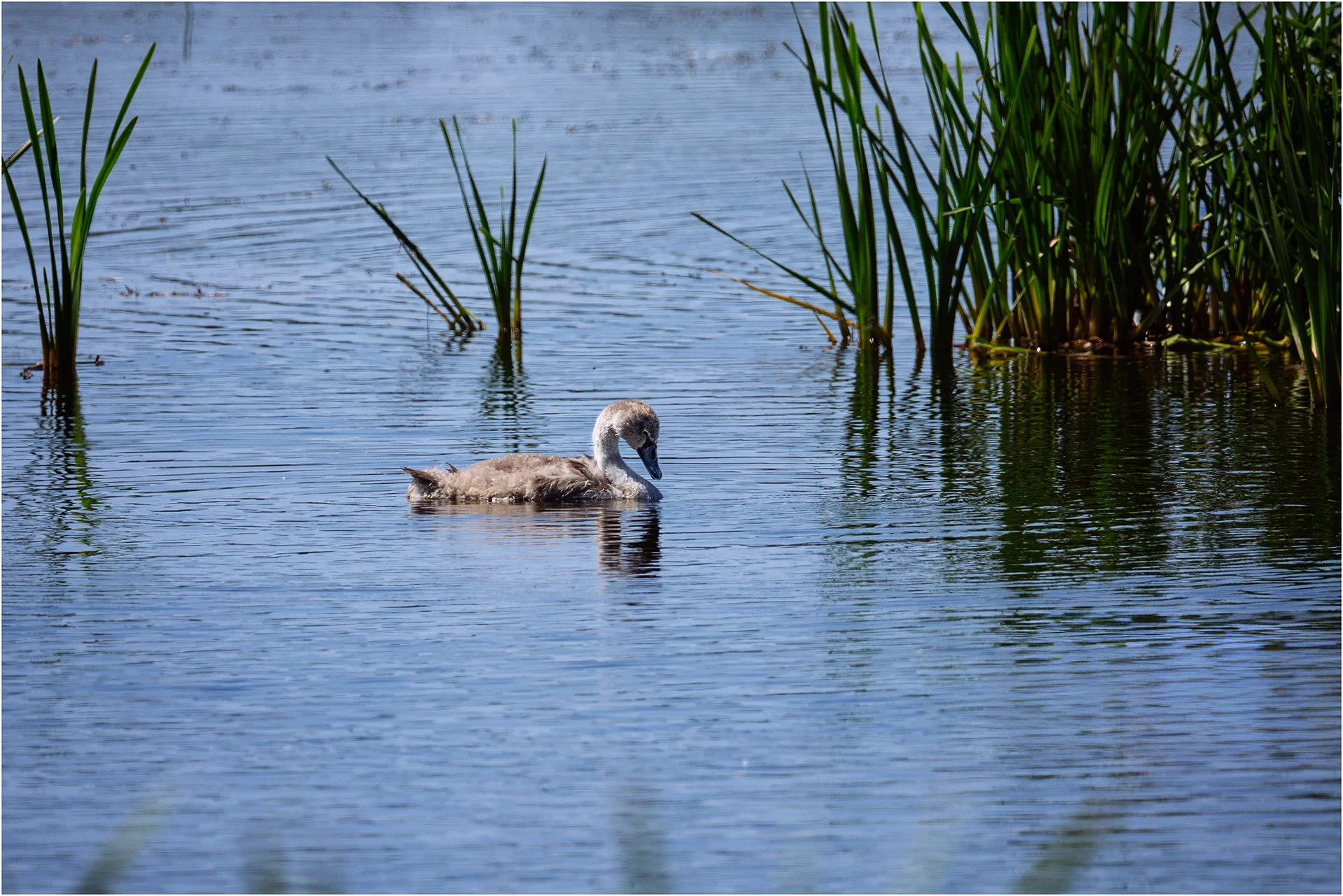 Lone Cygnet.jpg