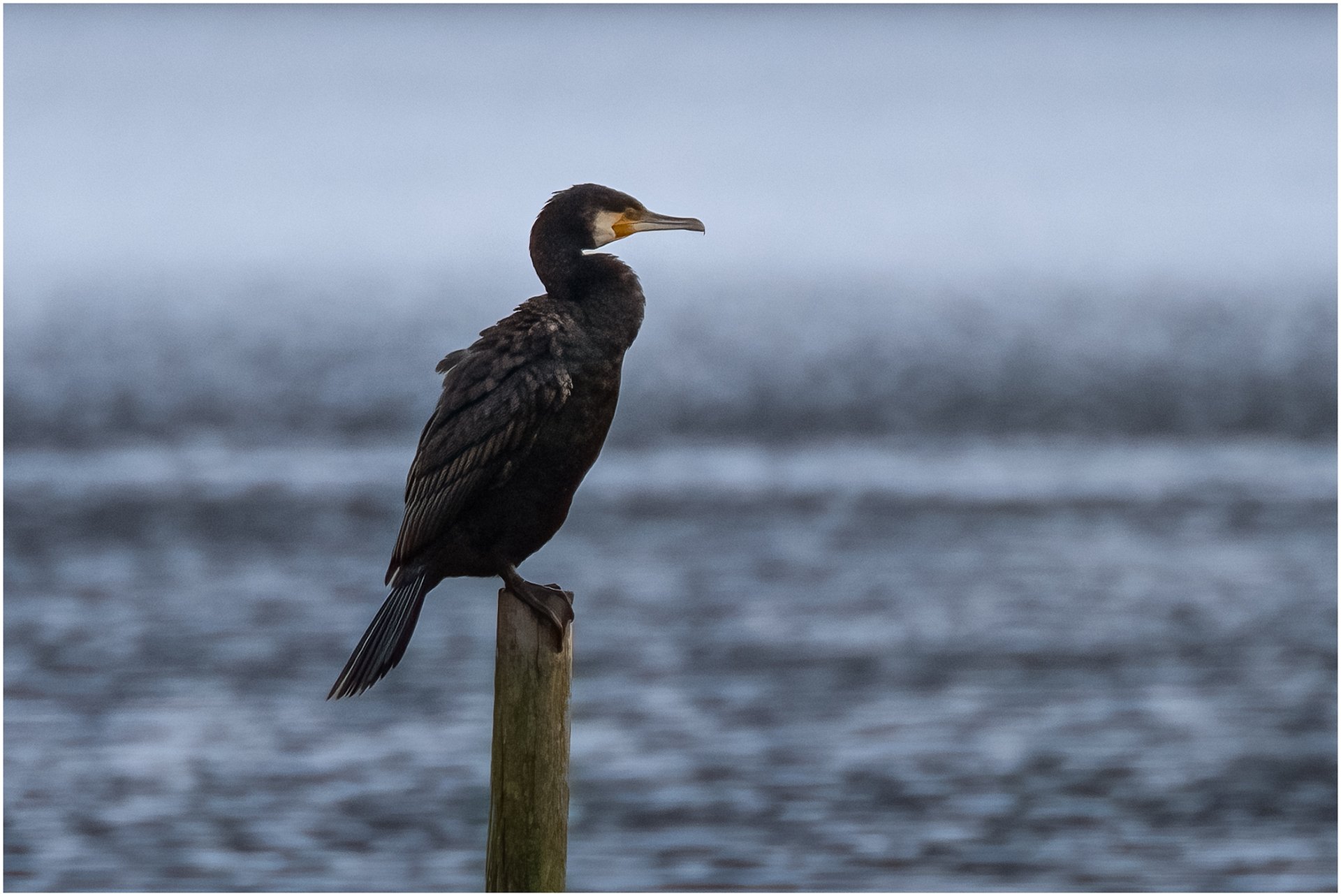Cormarant Right.jpg