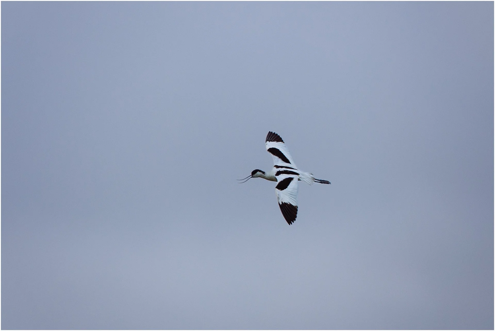 Avocet Flypast.jpg