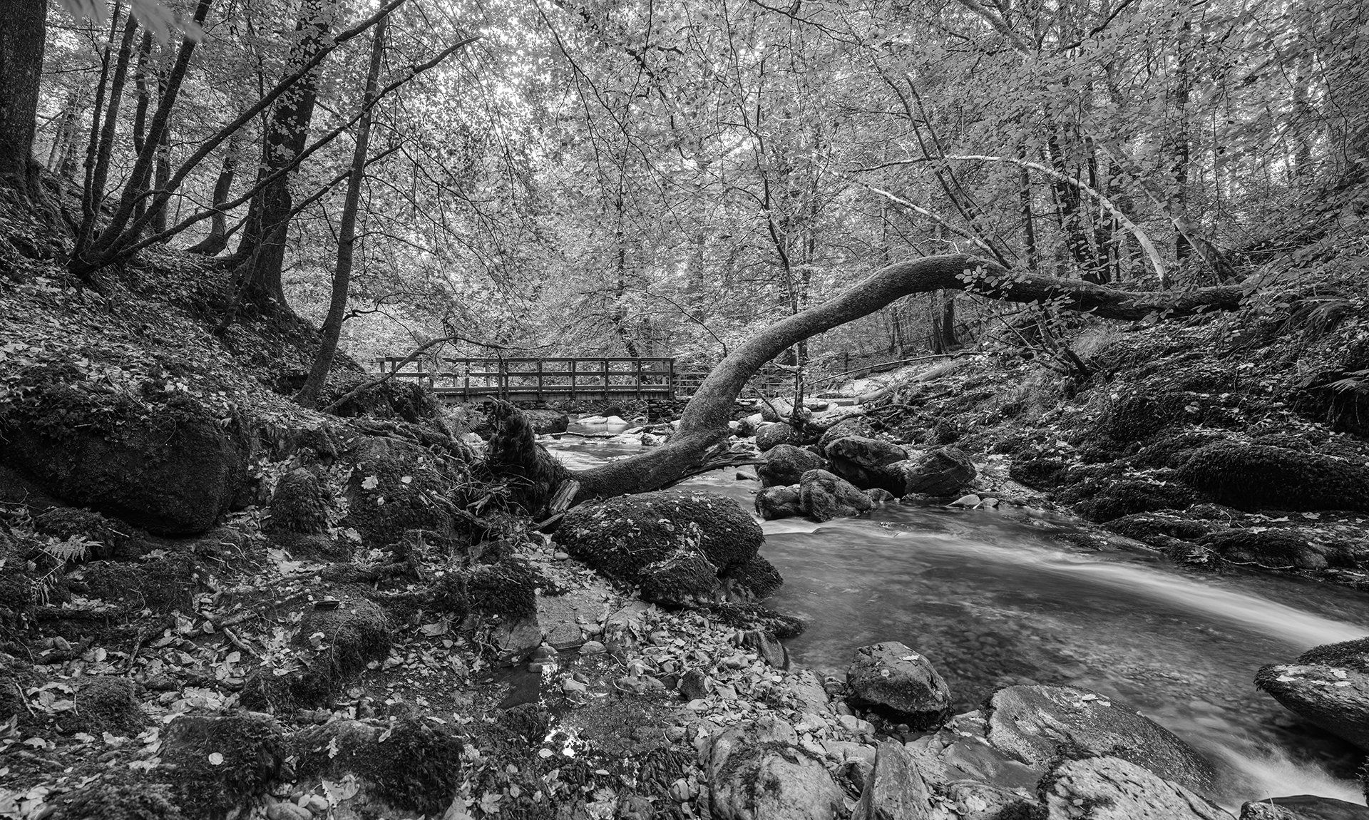 Stock Gill Force 03 B&W.jpg