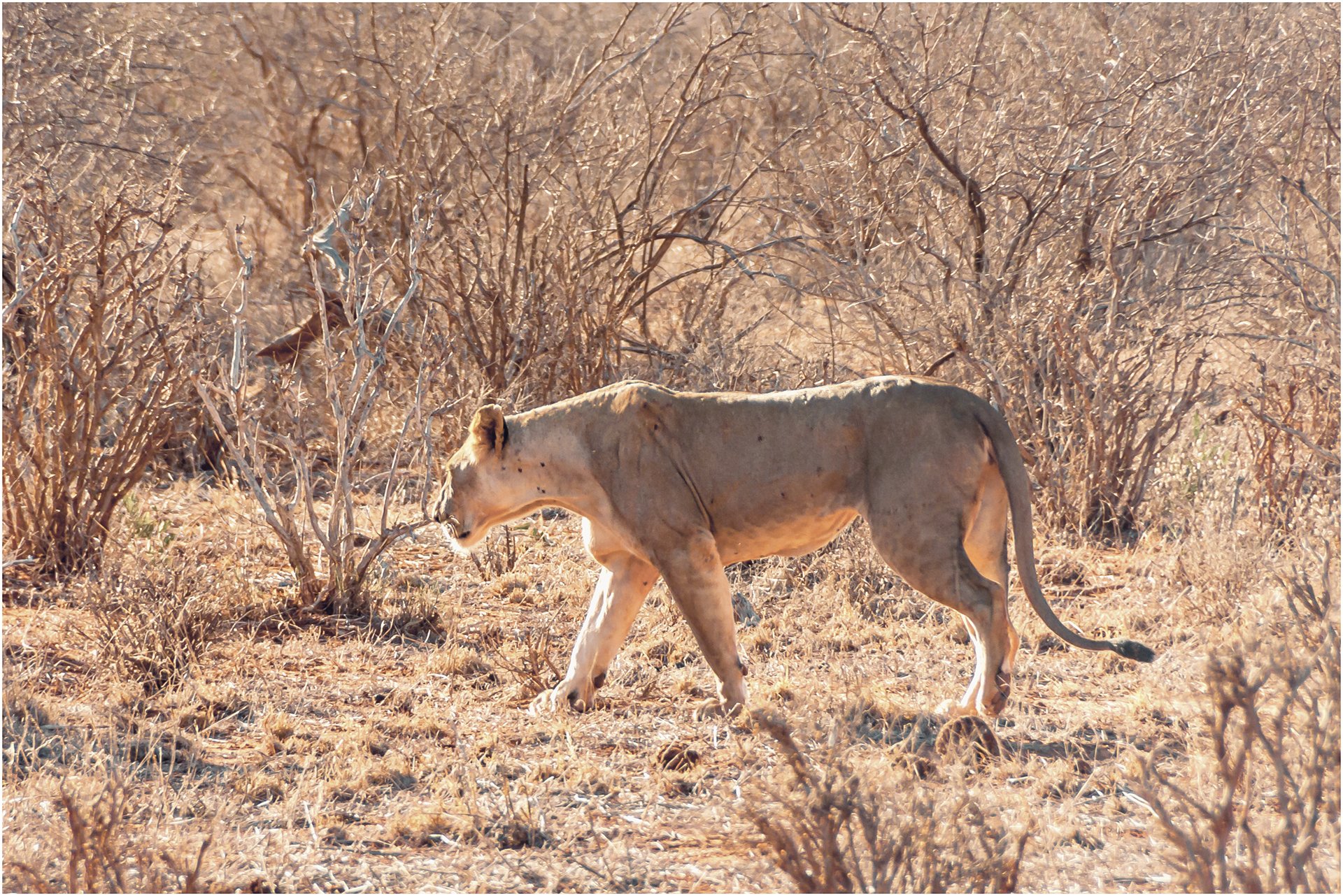 Lion Morning 8.jpg