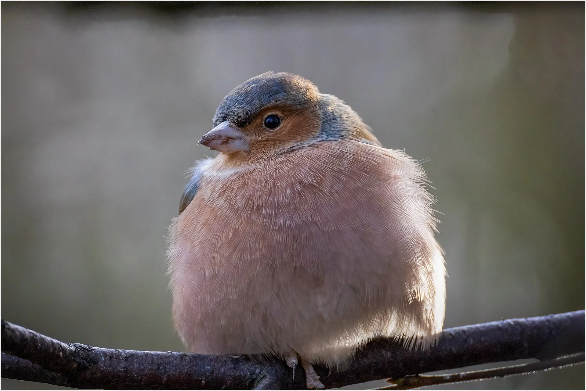 Chaffinch Perch.jpg