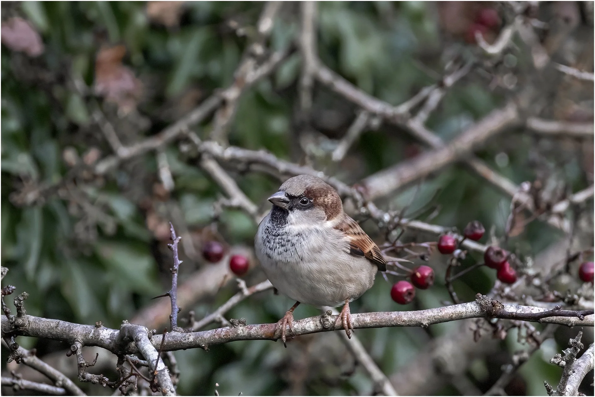 Tree Sparrow.jpg