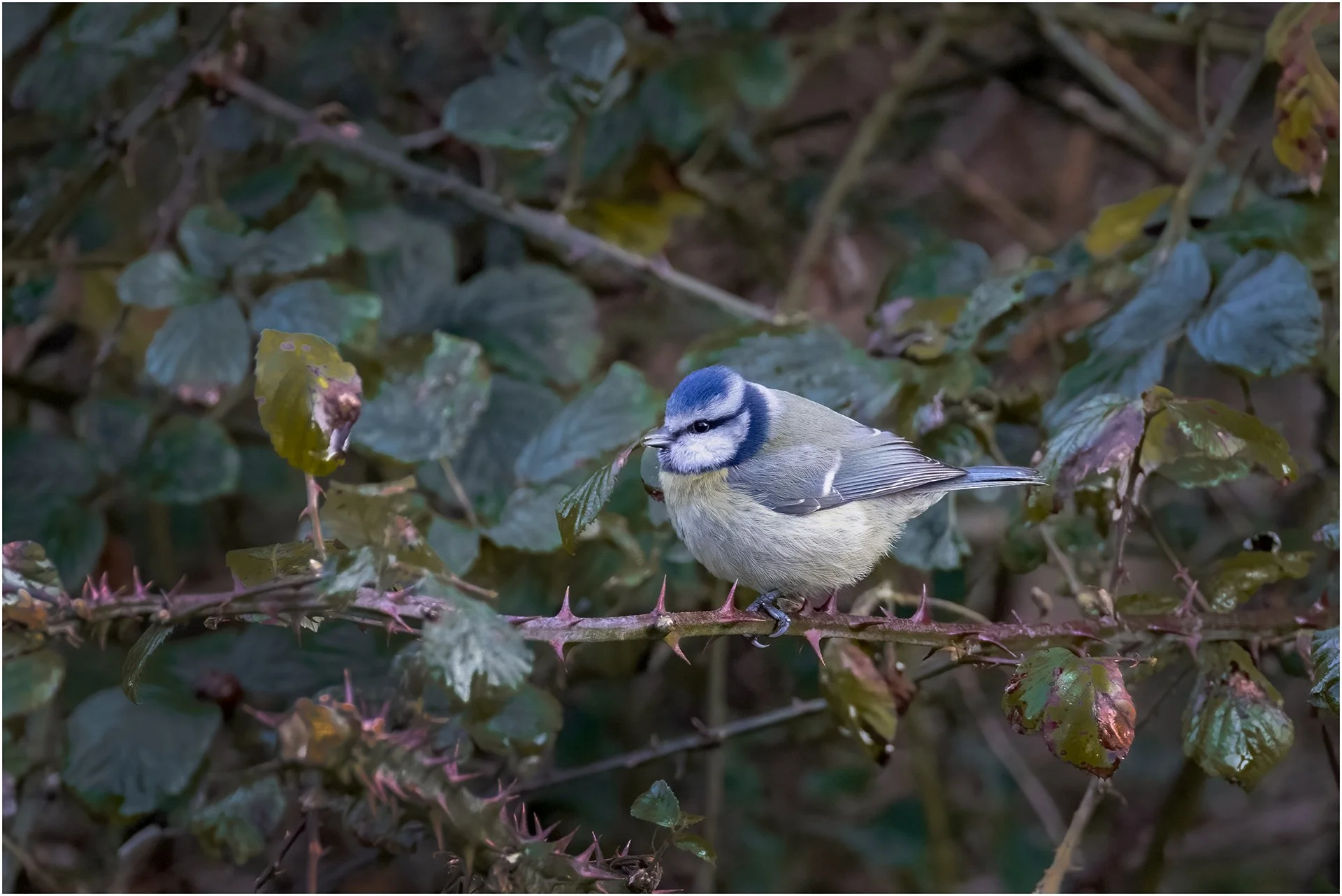 Blue Tit 04.jpg