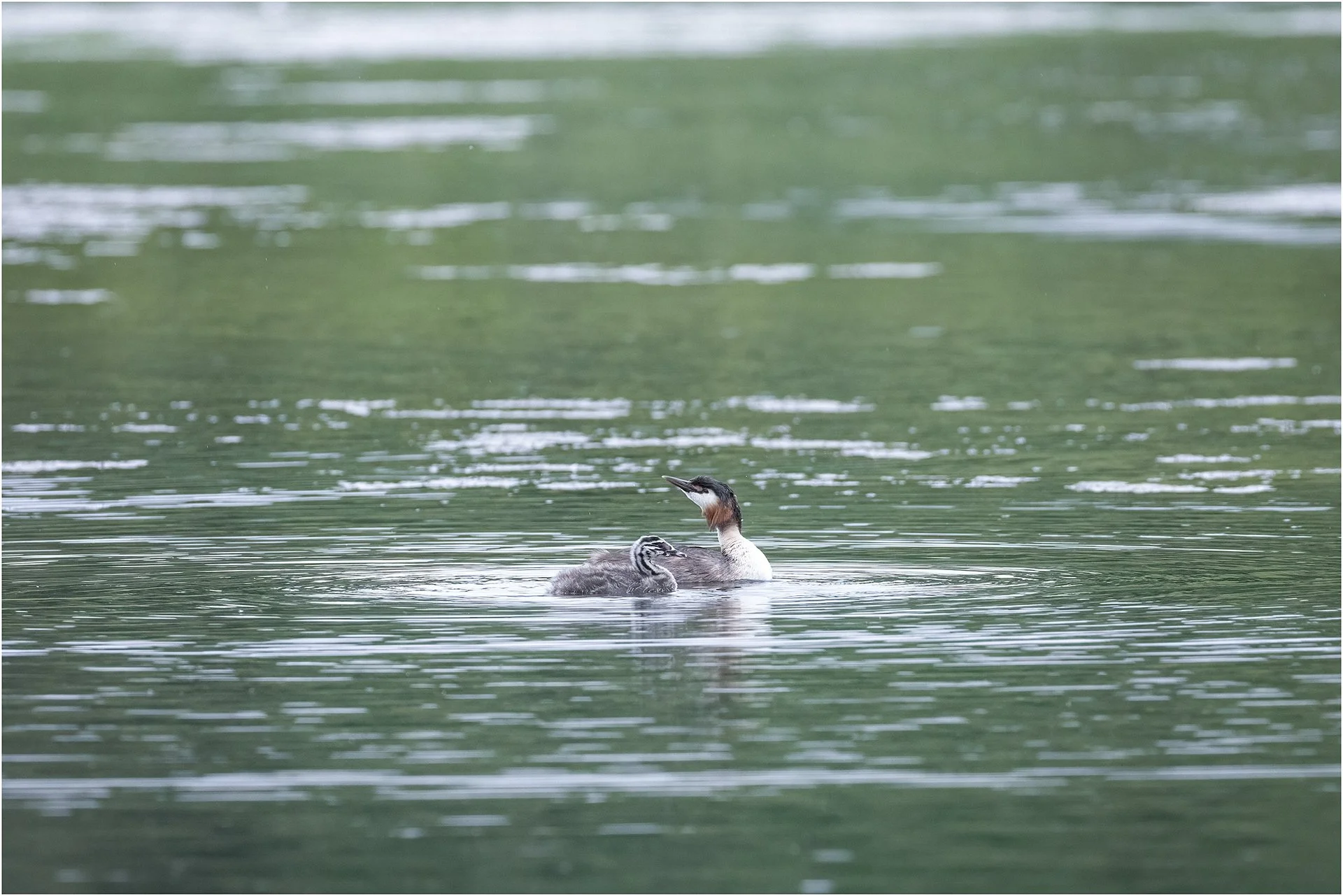 Great Crested Grebe & Chick.jpg