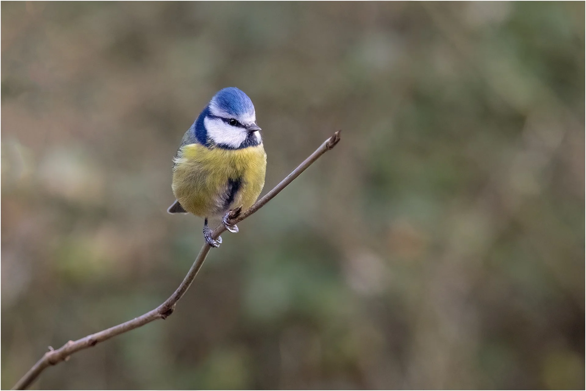 Blue Tit 02.jpg