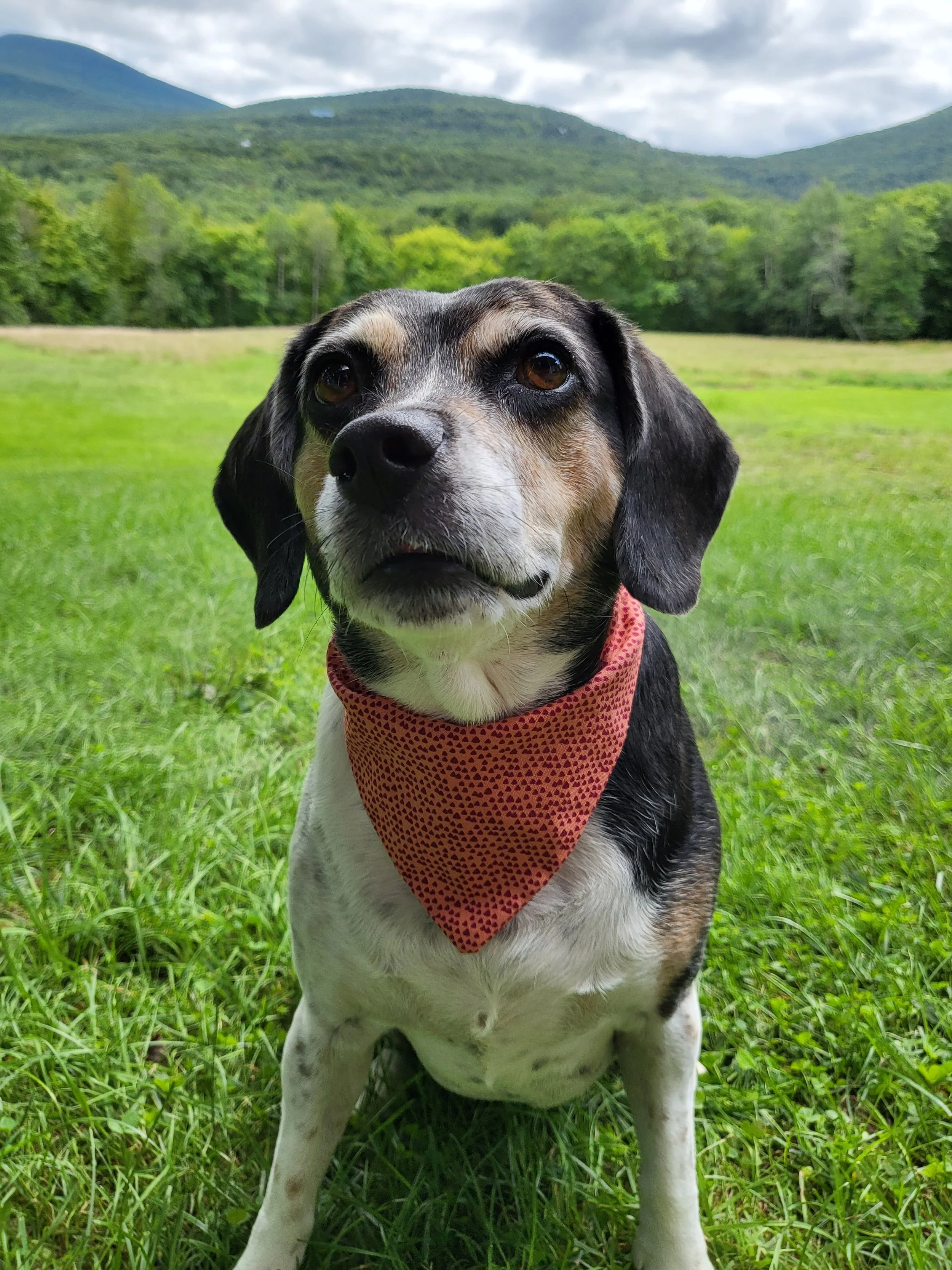 Bailey the beagle with a bandana on