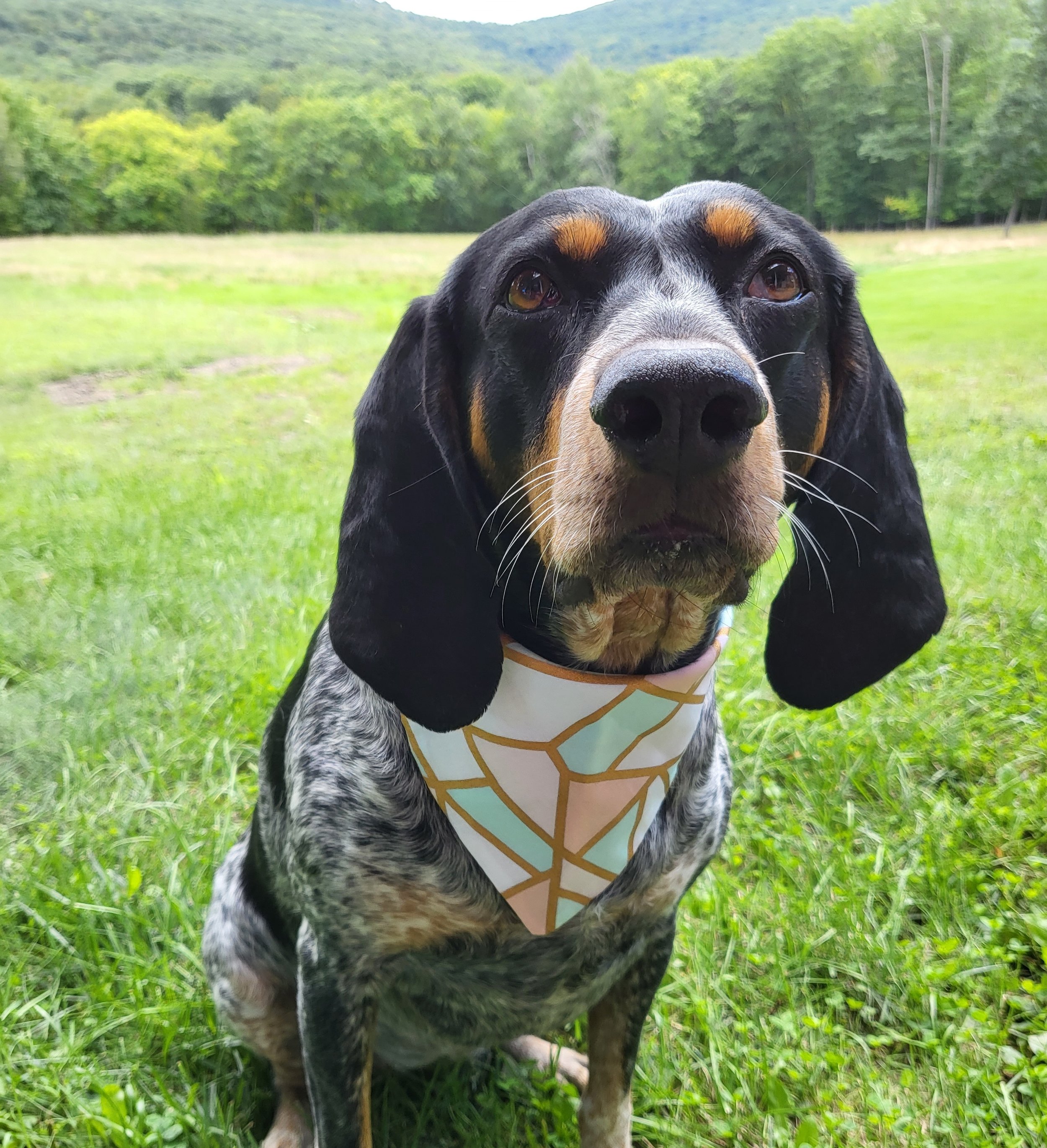 Harlow the bluetick coonhound with a bandana on