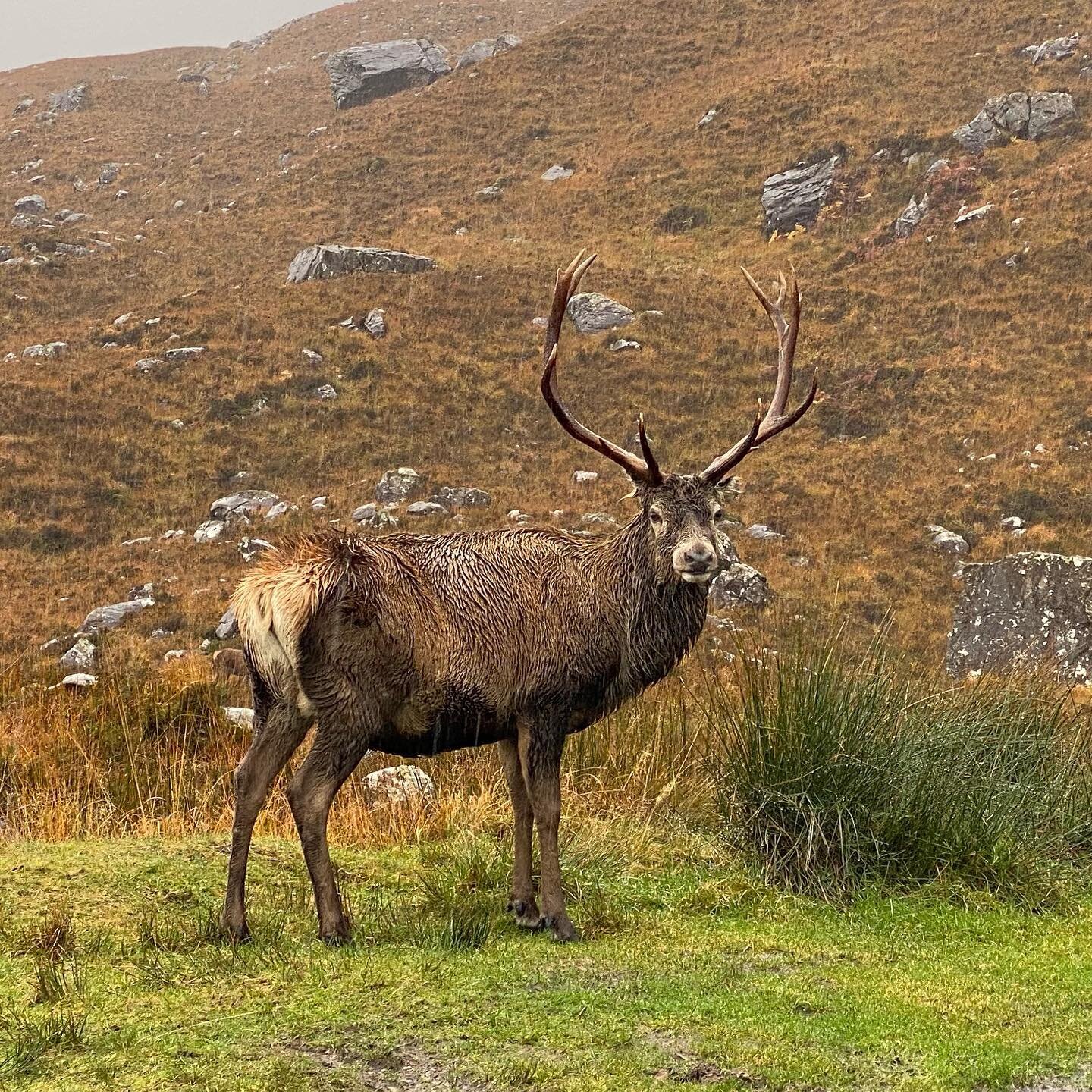 #scotland #highlands #stag  #cerf