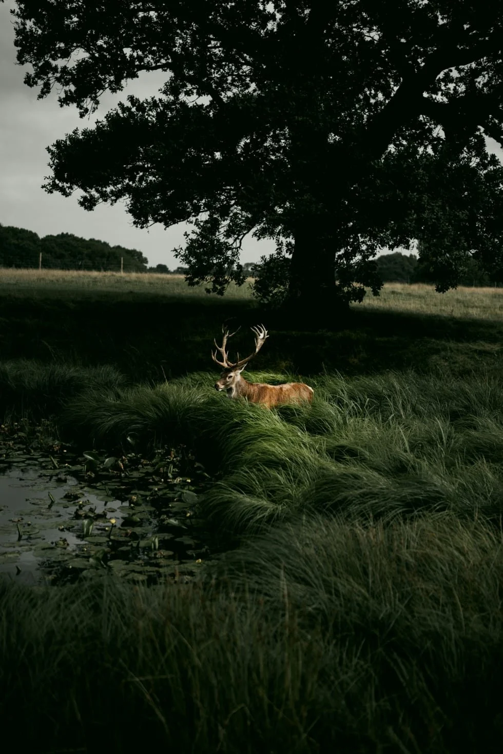Deer in Tatton