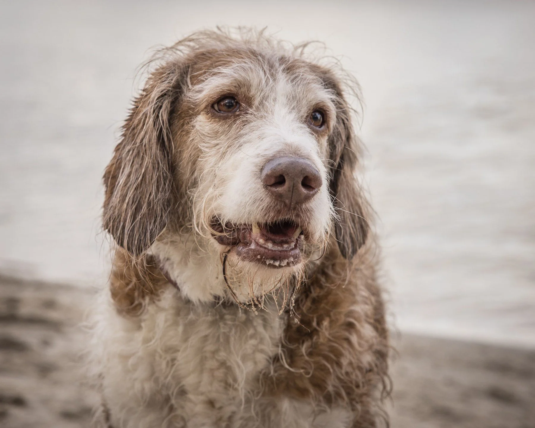 A good day at the beach! Reach out and book your pet sessions today! #photo #photography #photographer #canon #canonphotography #canonr5 #r5 #dog #dogphotography #pets #petphotography