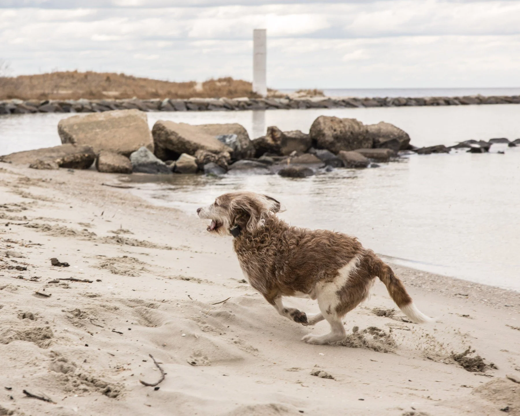 A good day at the beach! Reach out and book your pet sessions today! #photo #photography #photographer #canon #canonphotography #canonr5 #r5 #dog #dogphotography #pets #petphotography