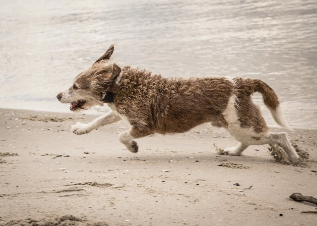 A good day at the beach! Reach out and book your pet sessions today! #photo #photography #photographer #canon #canonphotography #canonr5 #r5 #dog #dogphotography #pets #petphotography