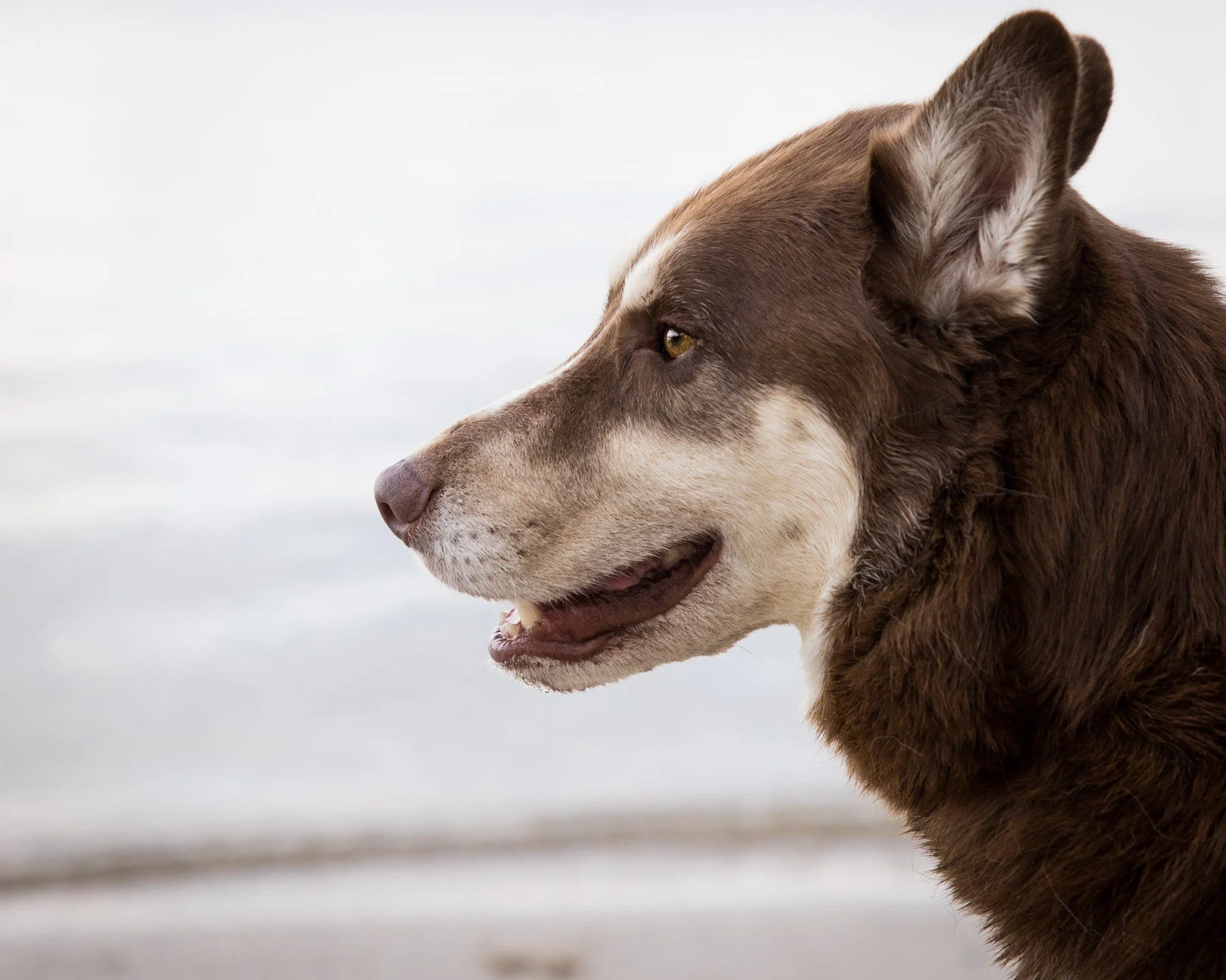 A good day at the beach! Reach out and book your pet sessions today! #photo #photography #photographer #canon #canonphotography #canonr5 #r5 #dog #dogphotography #pets #petphotography