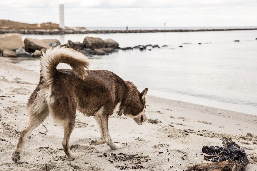 Doing some exploring! Reach out and book your pet sessions today! #photo #photography #photographer #canon #canonphotography #canonr5 #r5 #dog #dogphotography #pets #petphotography