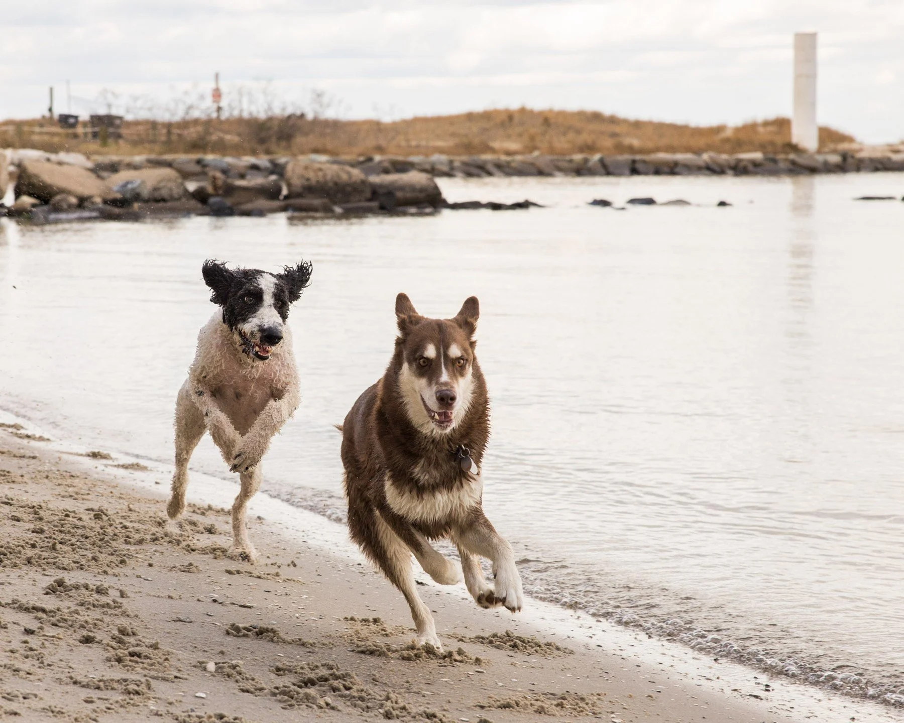 Friends! Pet sessions are available for booking at www.benblockphotography.com #photo #photography #photographer #canon #canonphotography #canonr5 #r5 #dog #dogphotography #pets #petphotographyfeatures