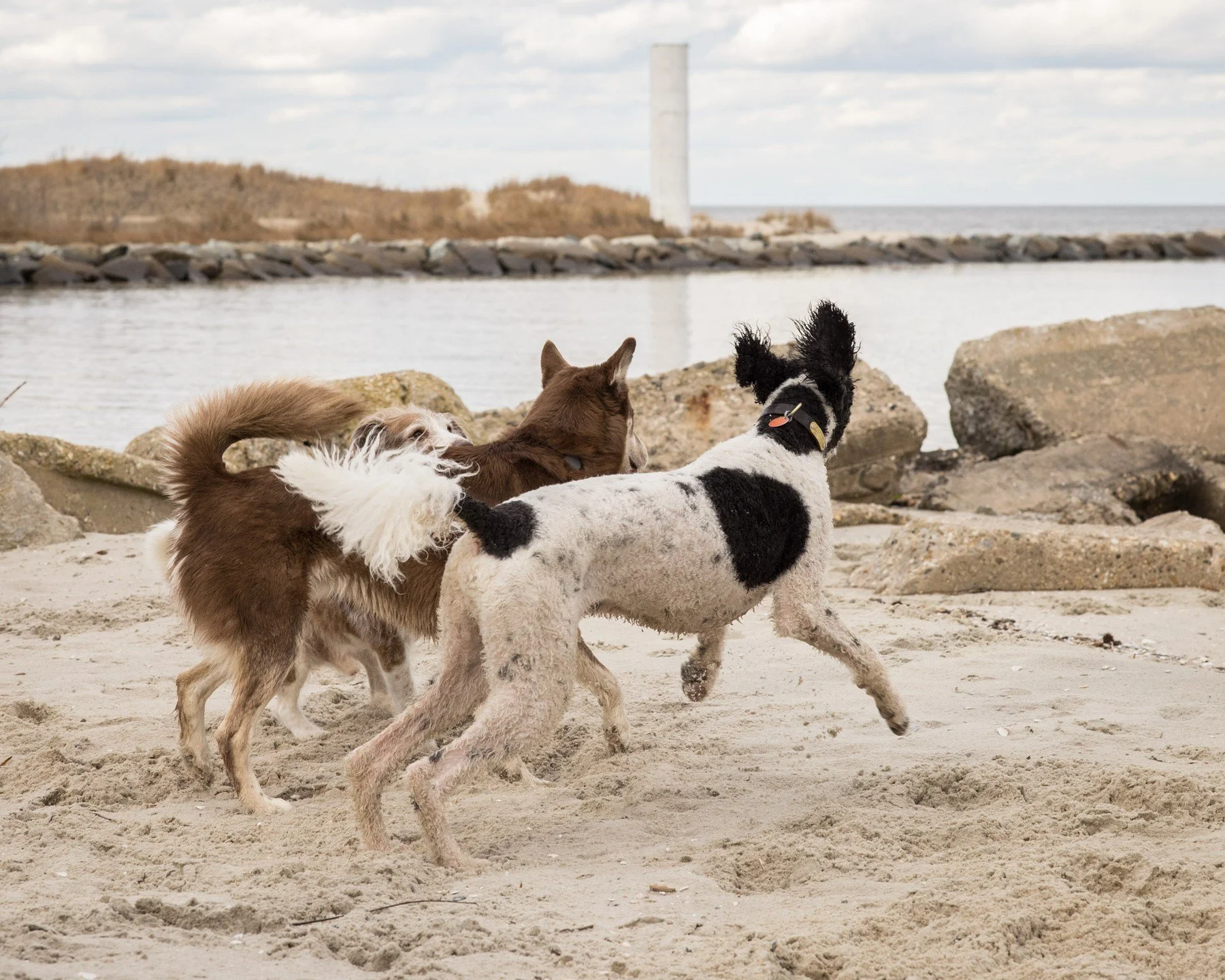 Friends! Pet sessions are available for booking at www.benblockphotography.com #photo #photography #photographer #canon #canonphotography #canonr5 #r5 #dog #dogphotography #pets #petphotographyfeatures
