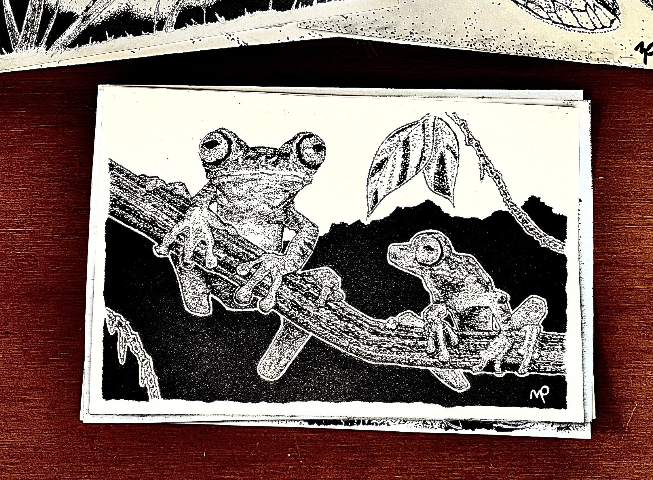 Imbabura tree frog.jpeg