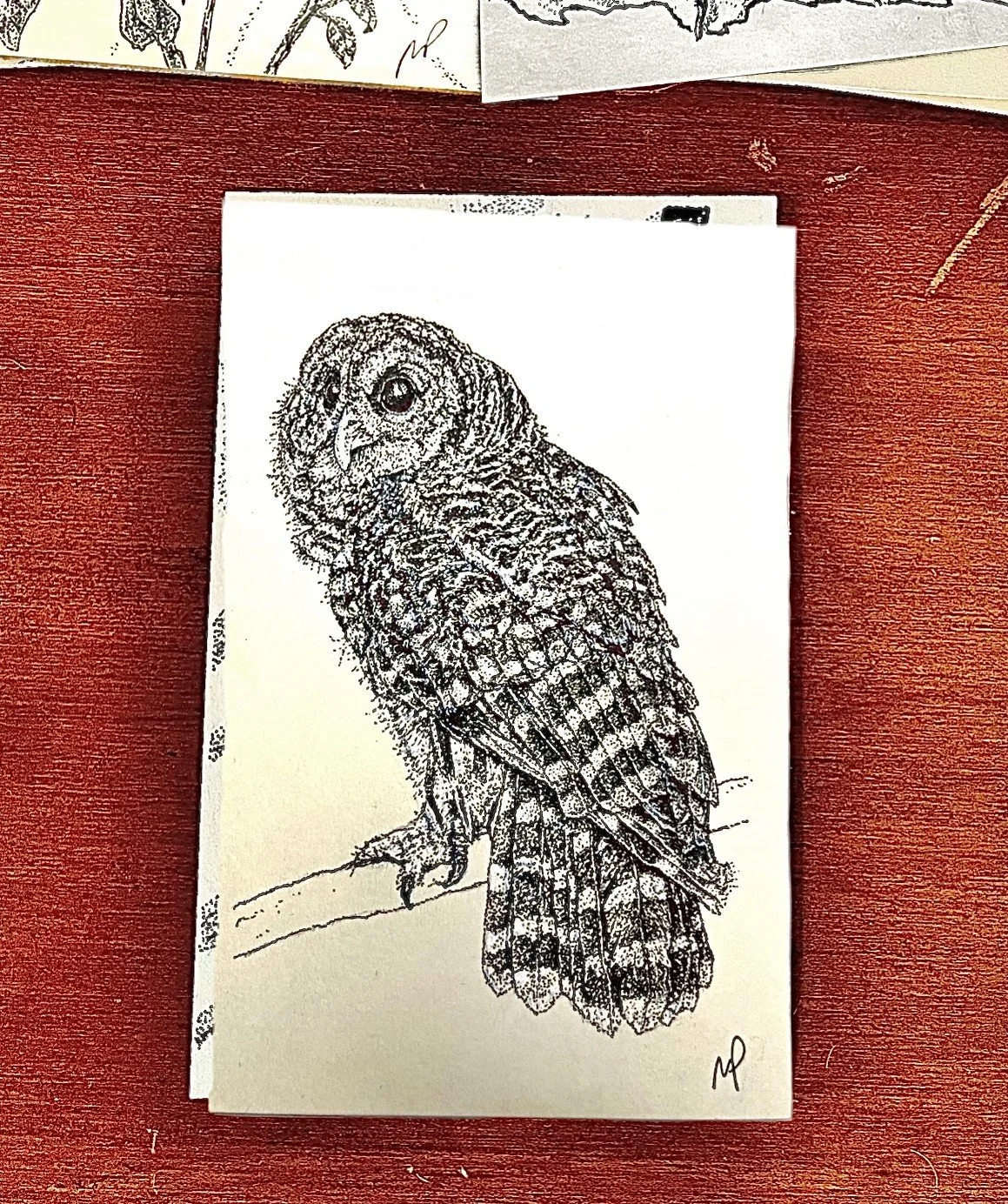 131 - Barred Owl
