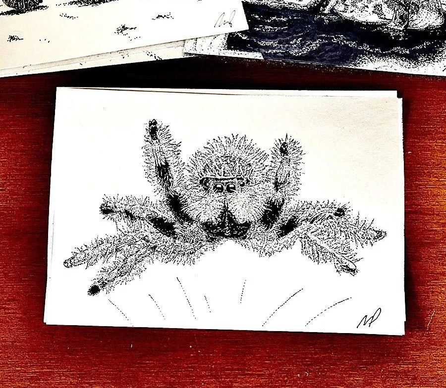 135 - Jumping Spider 3