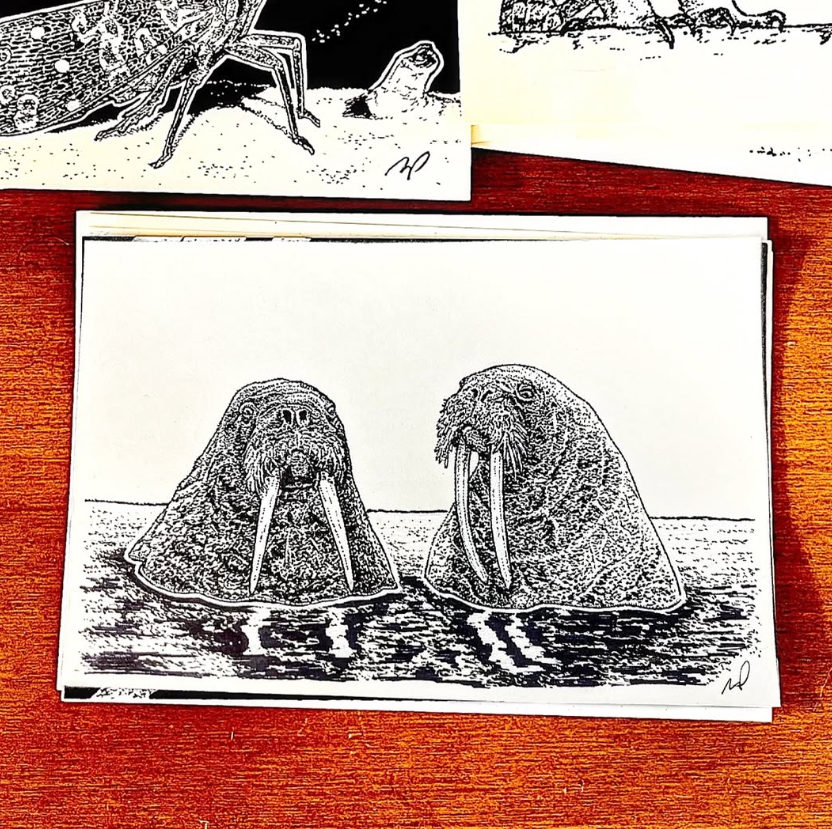 124 - Walrus