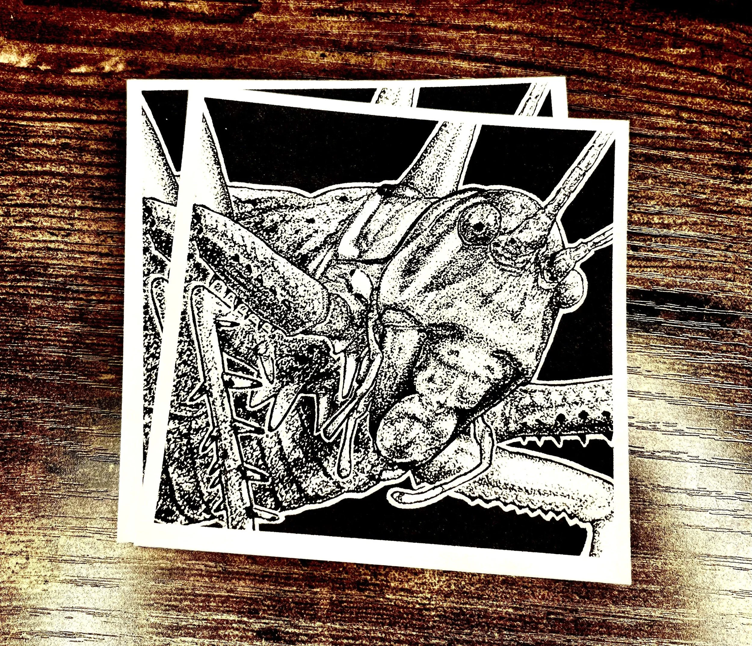 113 - Red-Eyed Katydid