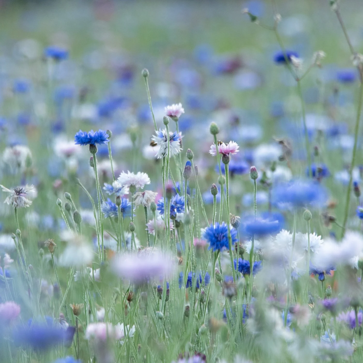 20230813-_DSC3675.jpg