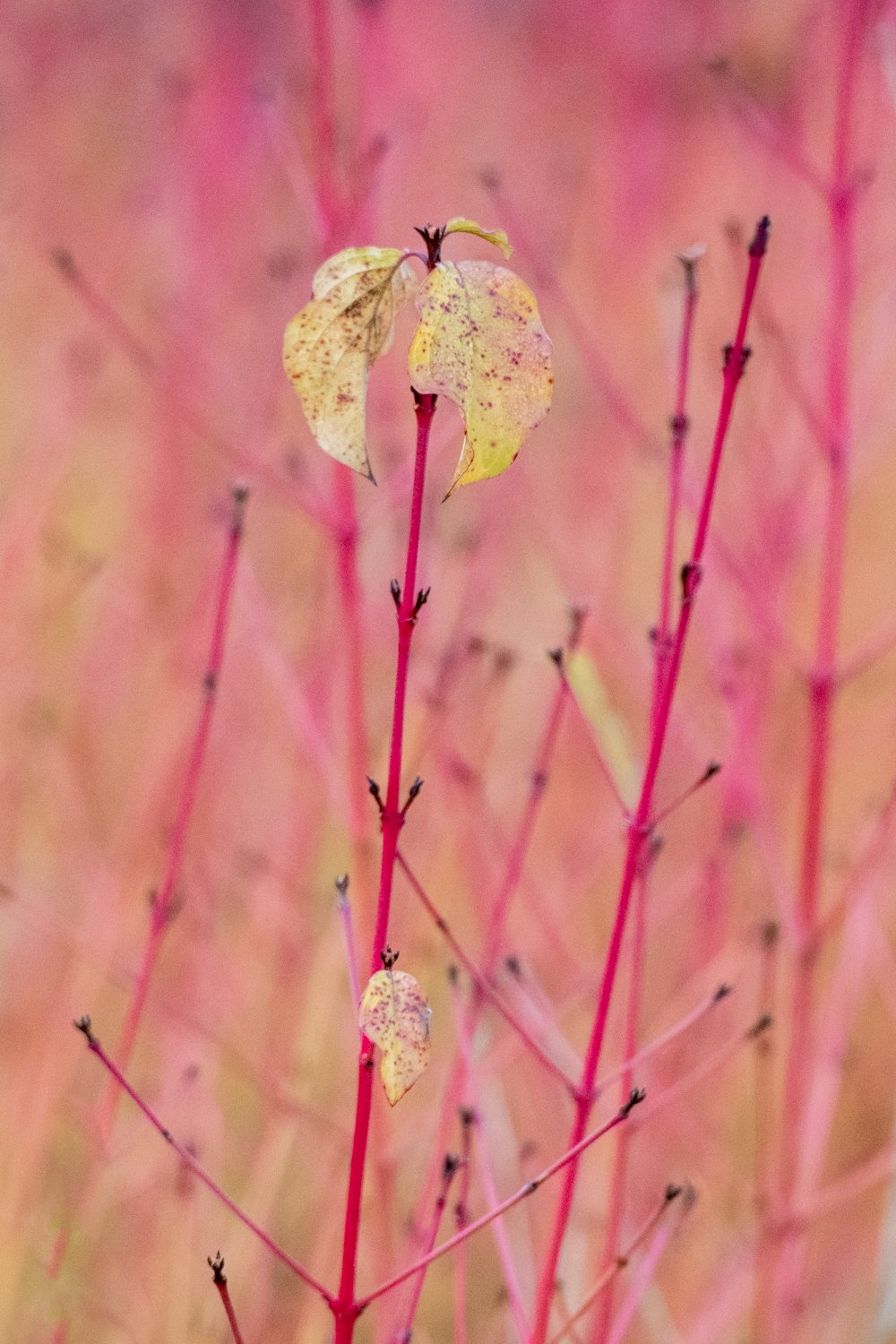 20191205-_DSC3310.jpg
