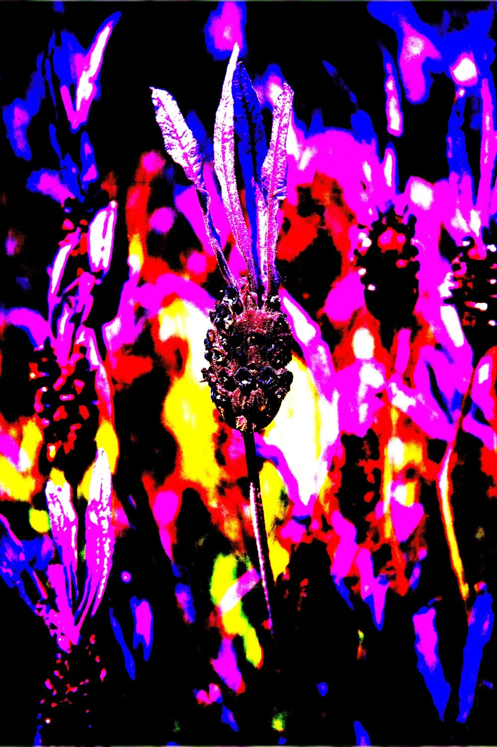 20120526-20120526-DSC_4400_119086-Edit.jpg