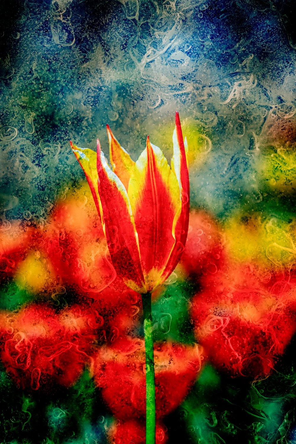 20160501-20160501-DSC_7451_125739-Enhanced-NR-Edit-3.jpg