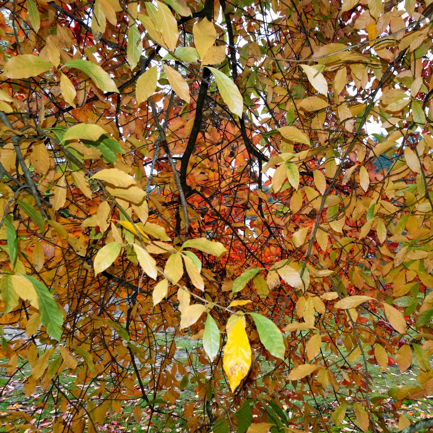 20241026-DSC04367.jpg